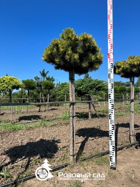 Сосна горная Саншайн (штамб)