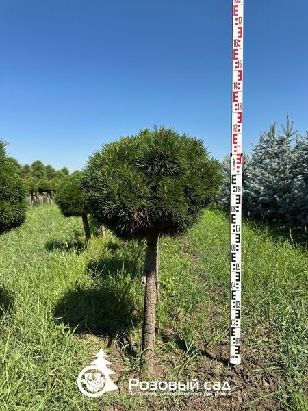 Сосна горная Варелла (штамб)