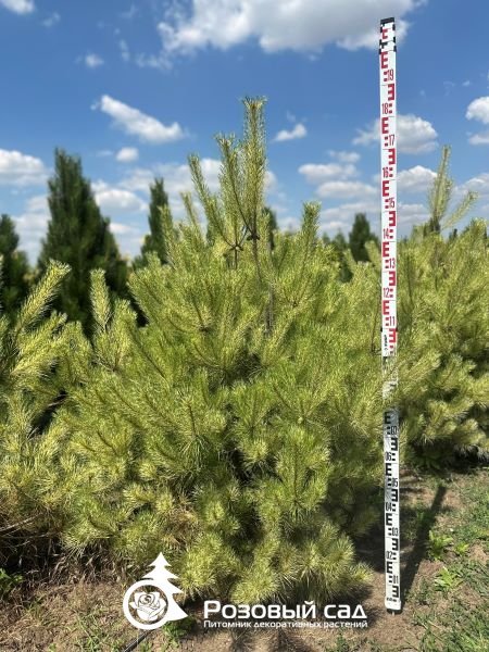 Сосна густоцветная Буркс Ред Вариегата
