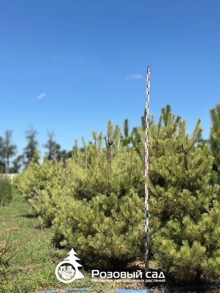 Сосна густоцветная Окулус Драконис