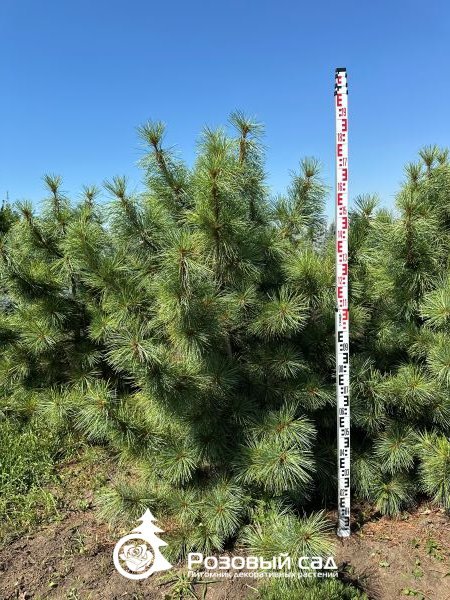 Сосна корейская Сильвер Лайнинг