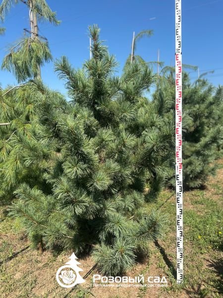 Сосна мягкая