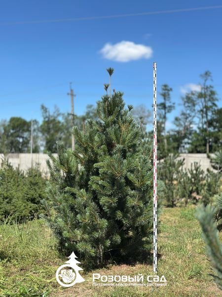 Сосна мягкая Вандервульф