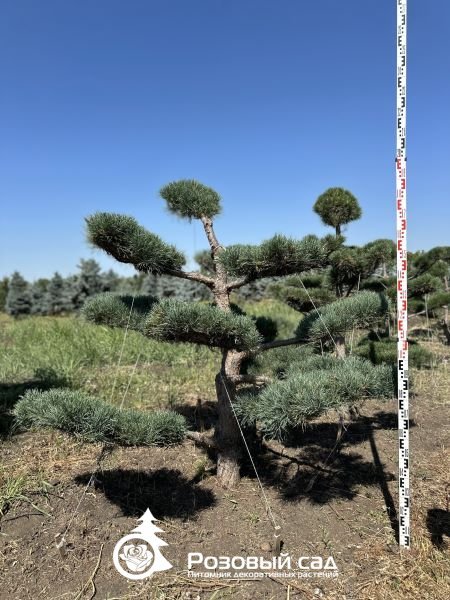 Сосна обыкновенная (бонсай)
