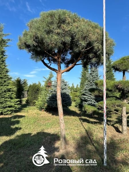 Сосна обыкновенная (форма Пиния)