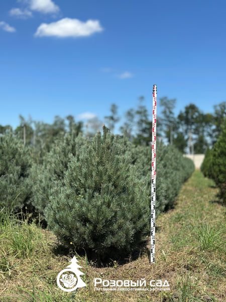 Сосна обыкновенная Ватерери 