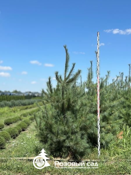 Сосна веймутова