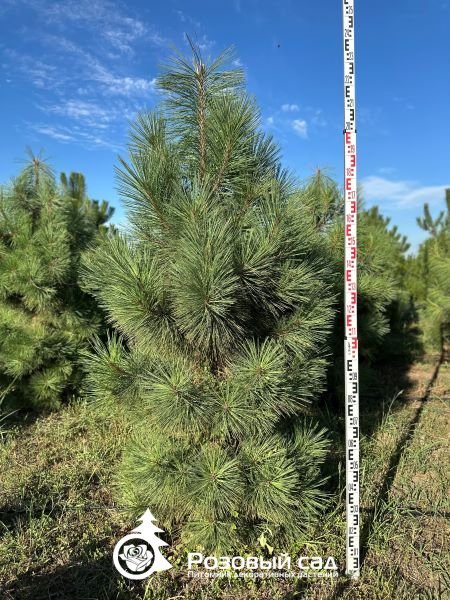 Сосна желтая