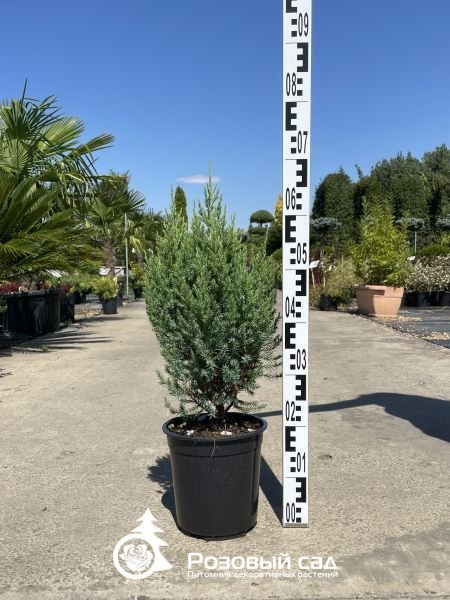 Можжевельник китайский Стрикта