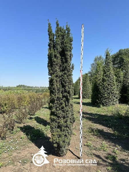 Тис ягодный Фастигиата