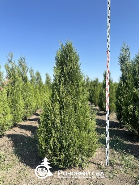 Туя складчатая Атровиренс