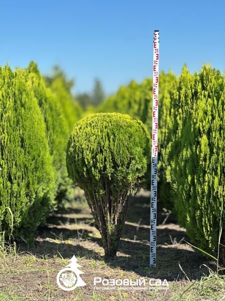 Туя восточная Аурея Нана (мультиштамб)