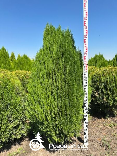 Туя восточная Мадуродам