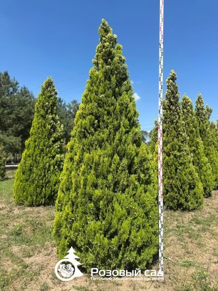 Туя восточная Пирамидалис Аурея
