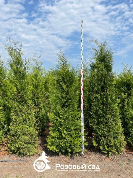 Туя западная Брабант