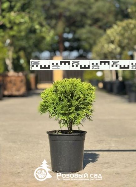 Туя западная Даника