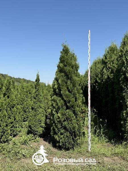 Туя западная Хебнер