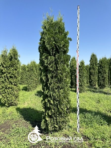 Туя западная Колумна