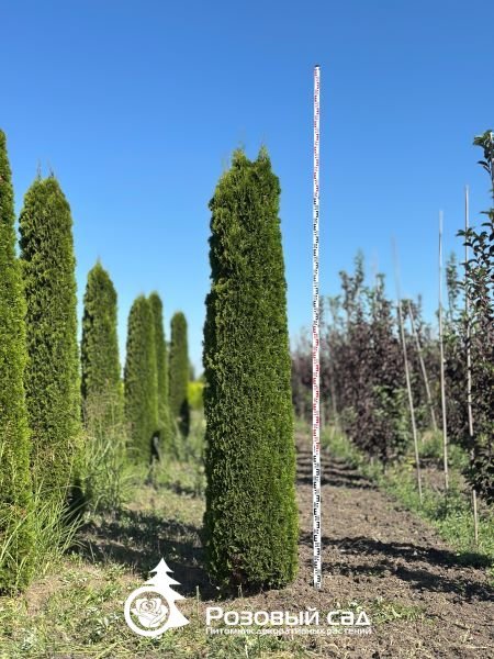 Туя западная Смарагд (карандаш)