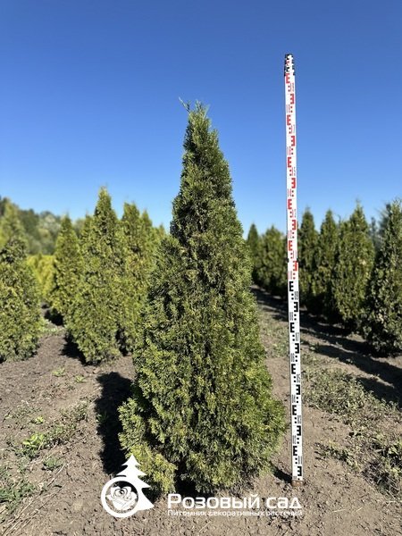 Туя западная Смарагд Вариегата