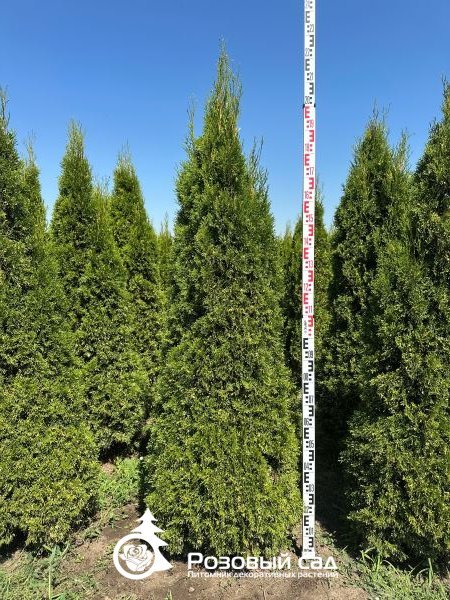 Туя западная Смарагд Вариегата