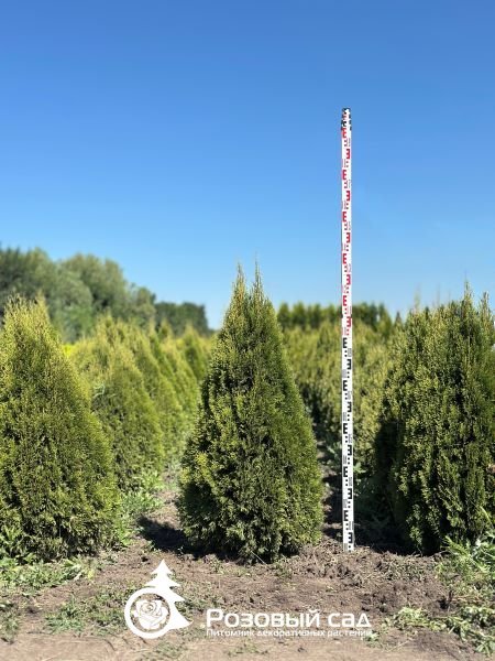 Туя западная Смарагд Витбонт 