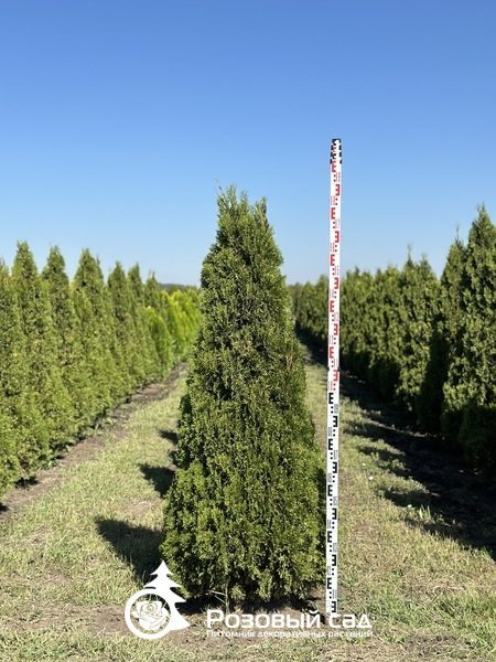Туя западная Спотти Смарагд