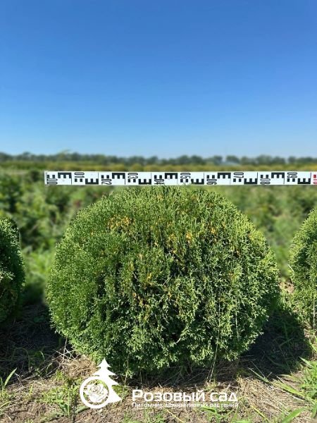 Туя западная Тини Тим