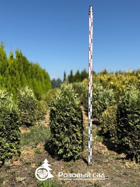 Туя западная Вареана Лютесценс