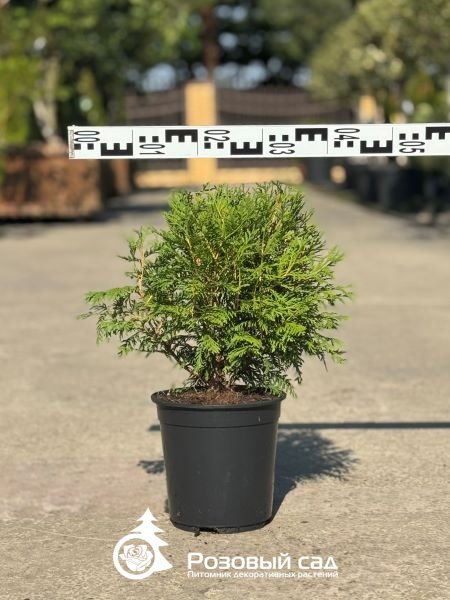 Туя западная Вудварди