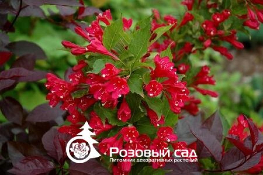 Вейгела цветущая Ред Принц