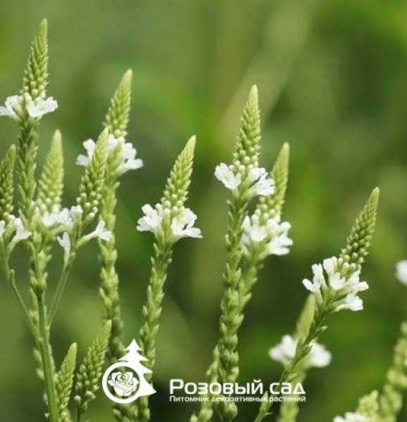 Вербена копьевидная 