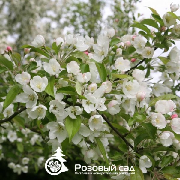 Яблоня (райская) Эверест (куст)